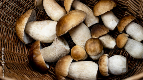 Mushroom background - Top view of many porcini mushrooms / Boletus edulis (king bolete) in basket