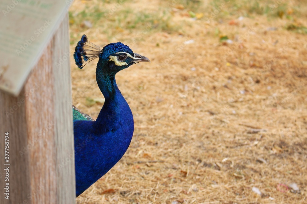 The royal beauty of the jungle. Peacock bird. Peacock or male peafowl with extravagant plumage. Beautiful peacock with eyespotted tail feathers. Wild peacock walking on green grass. The royal beauty of the jungle. Peacock bird. Peacock or male peafowl with extravagant plumage. Beautiful peacock with eyespotted tail feathers. Wild peacock walking on green grass.