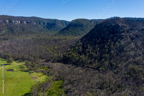 Forest regeneration after bushfire in The Blue Mountains