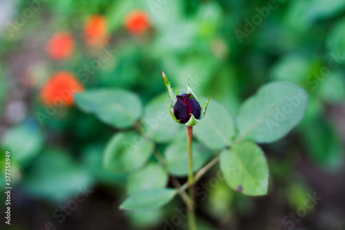 red rose bud