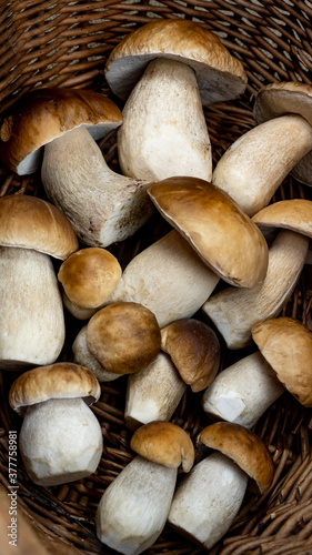 mushroom portrait background - Top view of many porcini mushrooms / Boletus edulis (king bolete) in basket