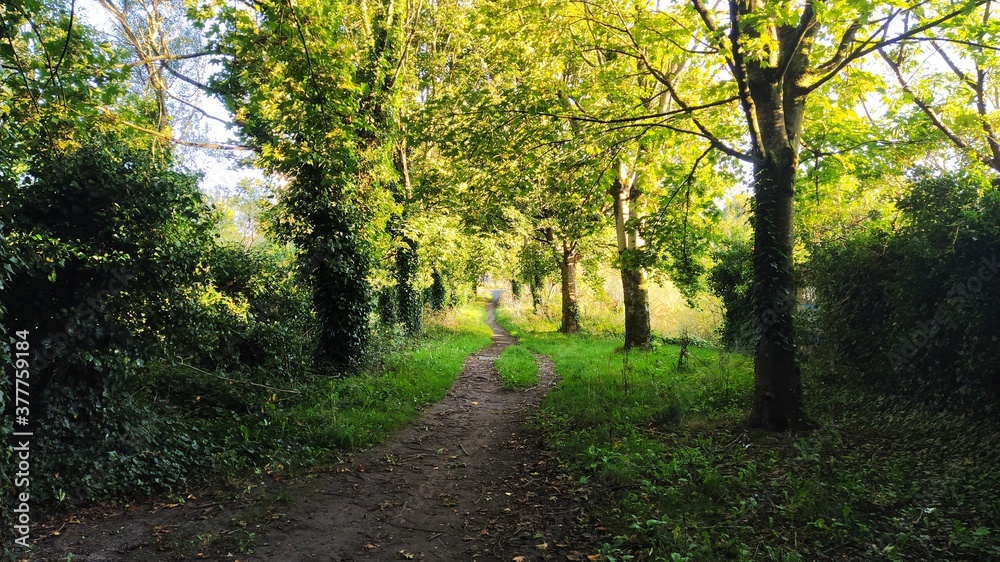 Obraz premium path in the forest