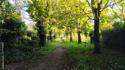 path in the forest