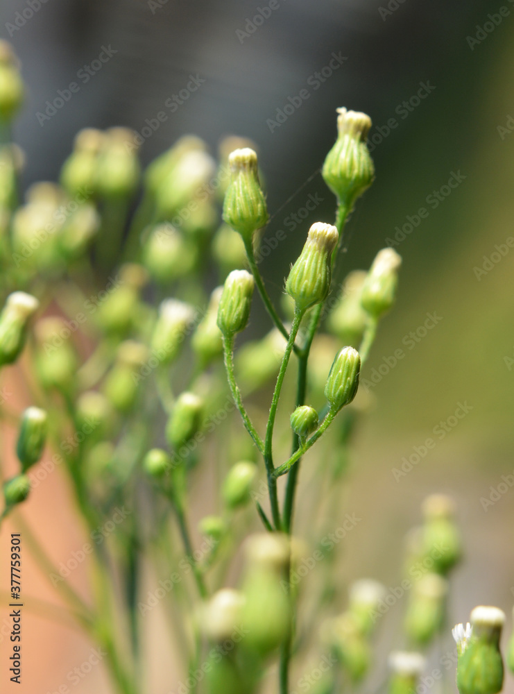Erigeron canadensis grows in nature Erigeron canadensis grows in nature