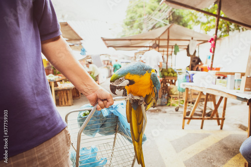 Person pulling a shopping trolley with a beautiful blue and golden macaw sitting on it at the public free fair of Jardim Botânico at Rio de Janeiro, Brazil.  photo