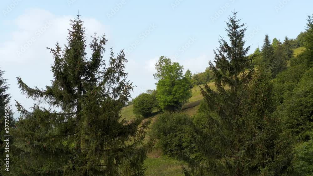Drone flight near the tops of evergreen spruce trees overlooking the picturesque natural landscape of the countryside. Haystacks on a meadow on a mountain slope