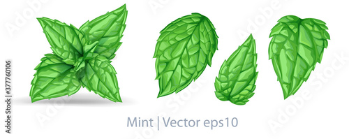 Vector fresh mint leaves isolated on a white background. Mint with transparent shadows