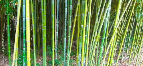 grove of young green fleible bamboo