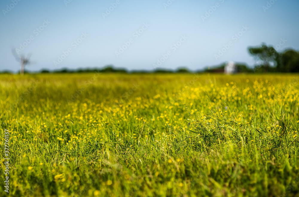 Texas Field 3