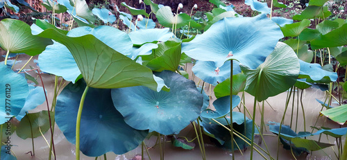 giant tropical water lilies in the swamp