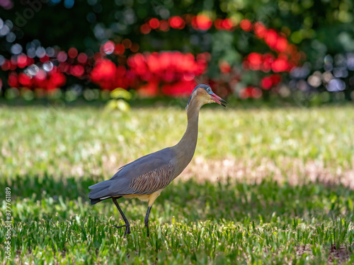 Whistling Heron of the species Syrigma sibilatrix photo