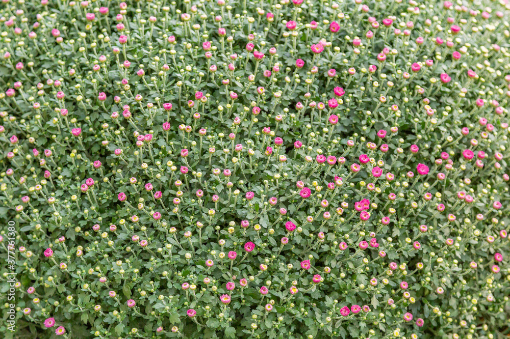 Bright autumn flower bloomed in a botanical garden Bright autumn flower bloomed in a botanical garden