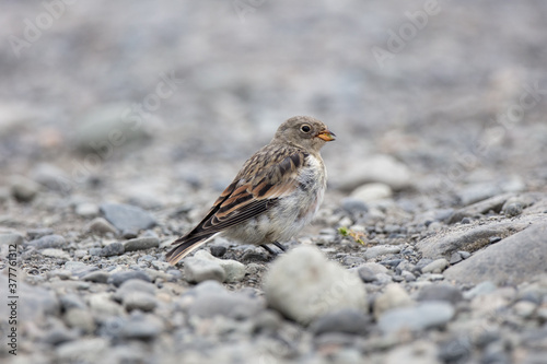 bunting, wildlife in Iceland