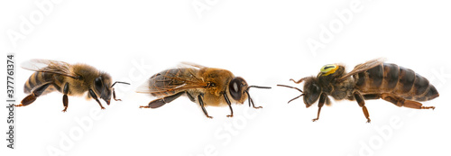 bee queen mother and drone and bee worker - three types of bee (apis mellifera)