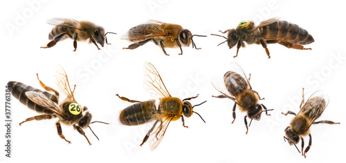 bee queen mother and drone and bee worker - three types of bee (apis mellifera)