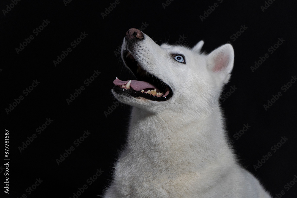 Dog white husky