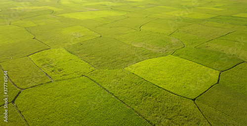 Top view from drone of the beautiful paddy fields with velvet green young sprouts in Indonesian.