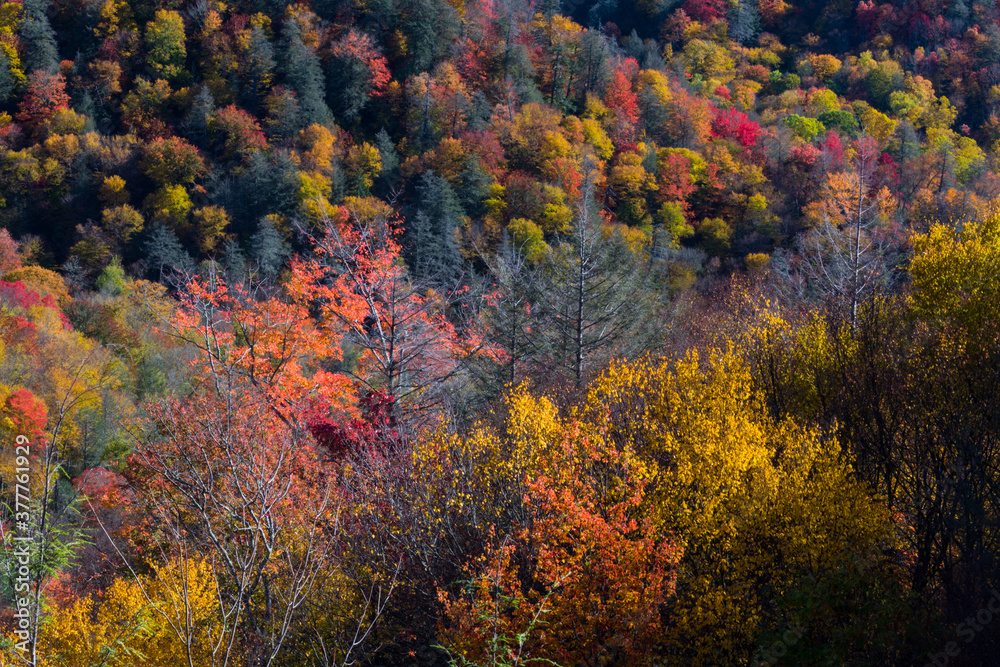 Autumn in the Great Smoky Mountains National Park Autumn in the Great Smoky Mountains National Park