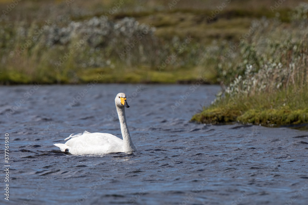 swan ,wildlife in Iceland