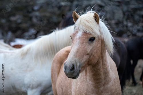 horse,wildlife in Iceland