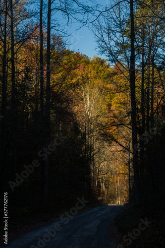 Greenbrier, Autumn Colors, Great Smoky Mountains National Park