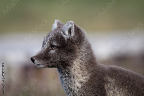 arctic fox puppy  wildlife in Iceland