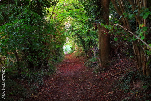 Forest path in Streatley’s Chalk Grasslands photo