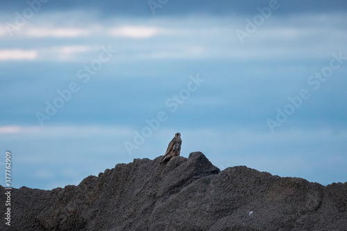 hawk ,wildlife in Iceland