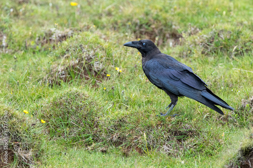 crow ,wildlife in Iceland