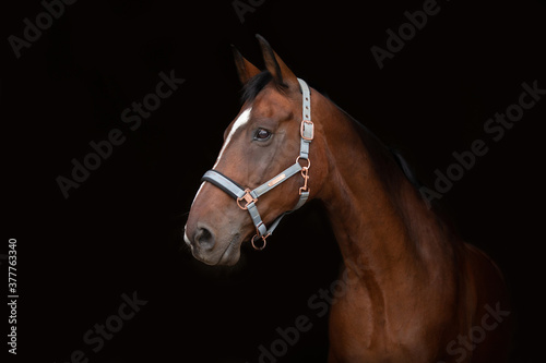 Pferdeportrait vor dunklem Hintergrund