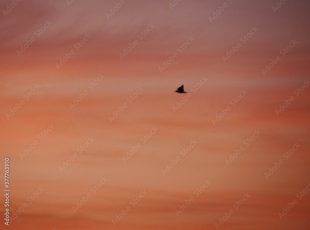 Vogel fliegt am Abendhimmel Vogel fliegt am Abendhimmel
