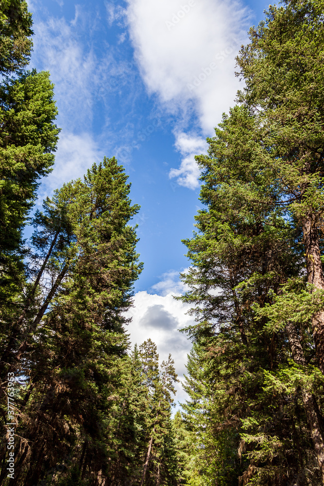 Beautiful forest green trees under blue sky with white clouds.