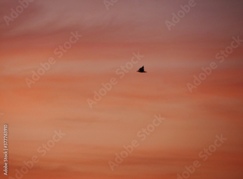 Vogel fliegt am Abendhimmel