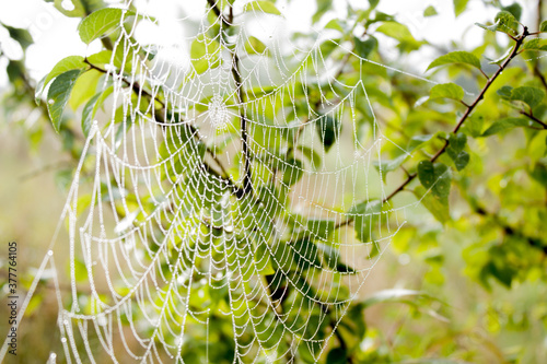 spider's web on the green branch of tree