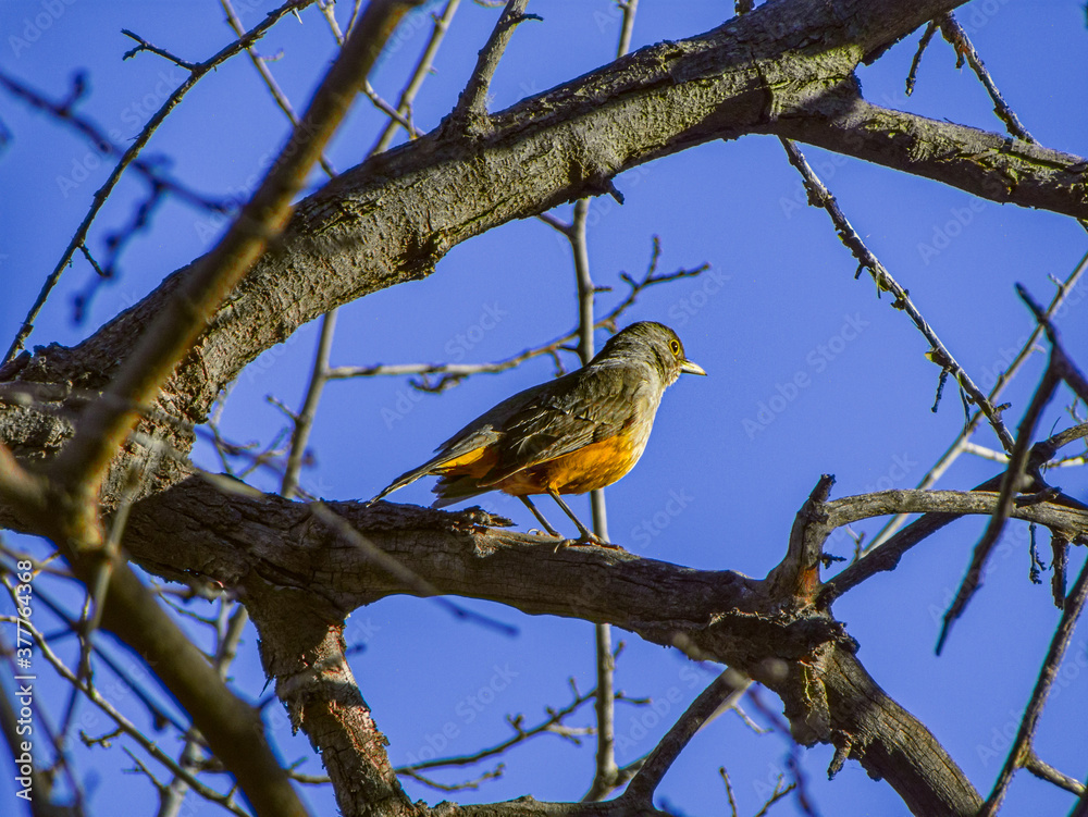 A Rufous-bellied thrush standing on a branch on a suuny day A Rufous-bellied thrush standing on a branch on a suuny day
