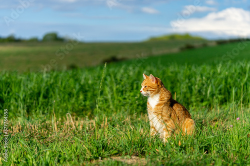 un chat roux devant un champs vert cultivé