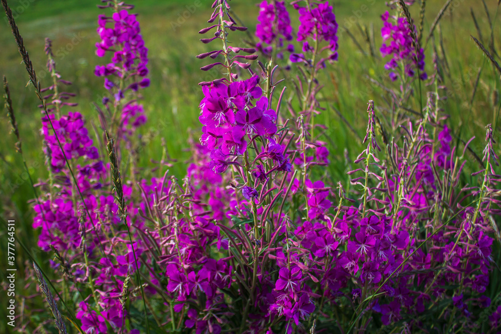 Obraz premium Flowering plants of fireweed, Epilobium angustifolium, as background.
