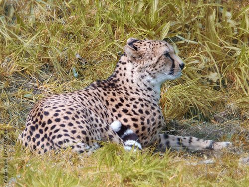 profile view of a Southeast African Cheetah cub sat in grass