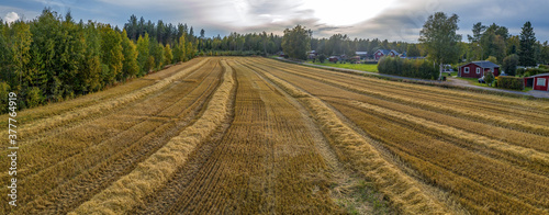 Aerial drone panorama just harvested small wheat field  crops have been recently gathered. Pine tree forest on left  red wooden summer cabins and houses on right side of field Sweden. Straw rows