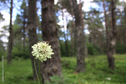 tree in bloom