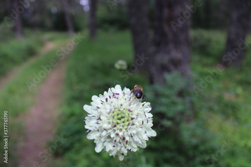 flowers and bee