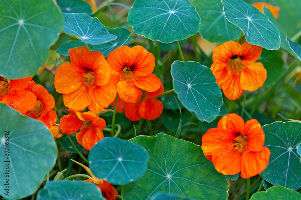 Nasturtium - South American trailing plant with round leaves and bright orange, yellow, or red ornamental edible flowers