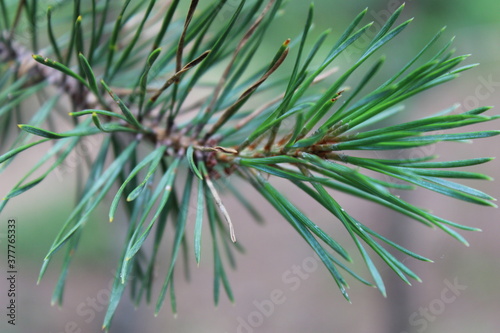 branches of pine tree