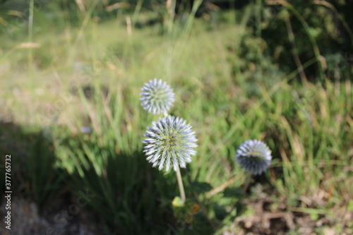 dandelions in the grass