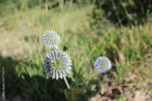 dandelions in the grass