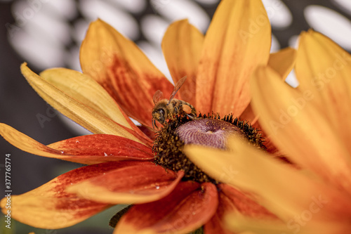 Yellow rudbeckia flower close up with a bee