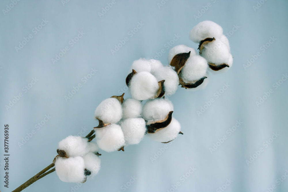 A sprig of cotton on a soft blue fabric