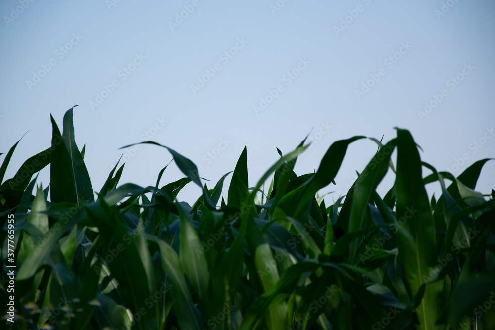 Obraz premium corn field against sky