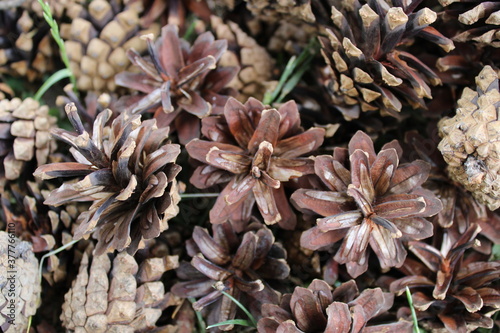 close up of pine cones