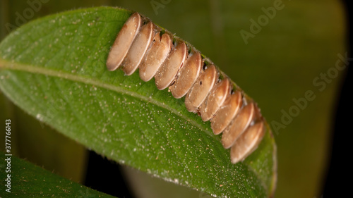 grasshopper eggs on a jabuticaba leaf